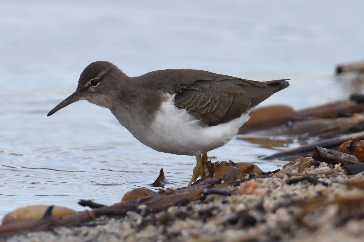 Spotted Sandpiper - ML645759711