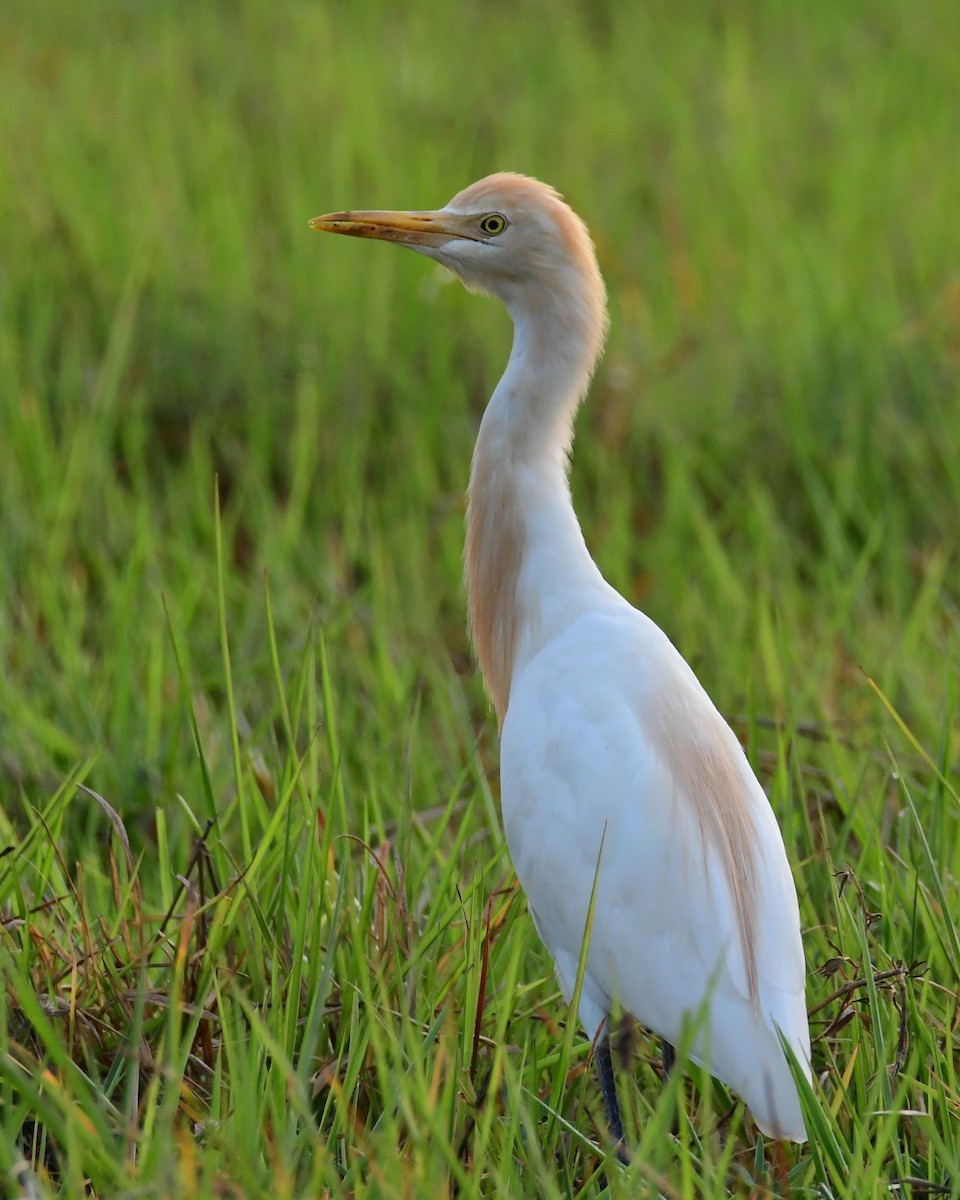 Eastern Cattle-Egret - ML645759712