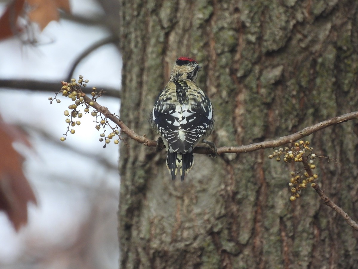 Yellow-bellied Sapsucker - ML645759715