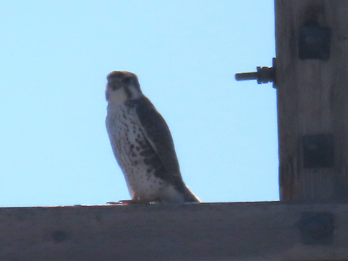 Prairie Falcon - ML645759716