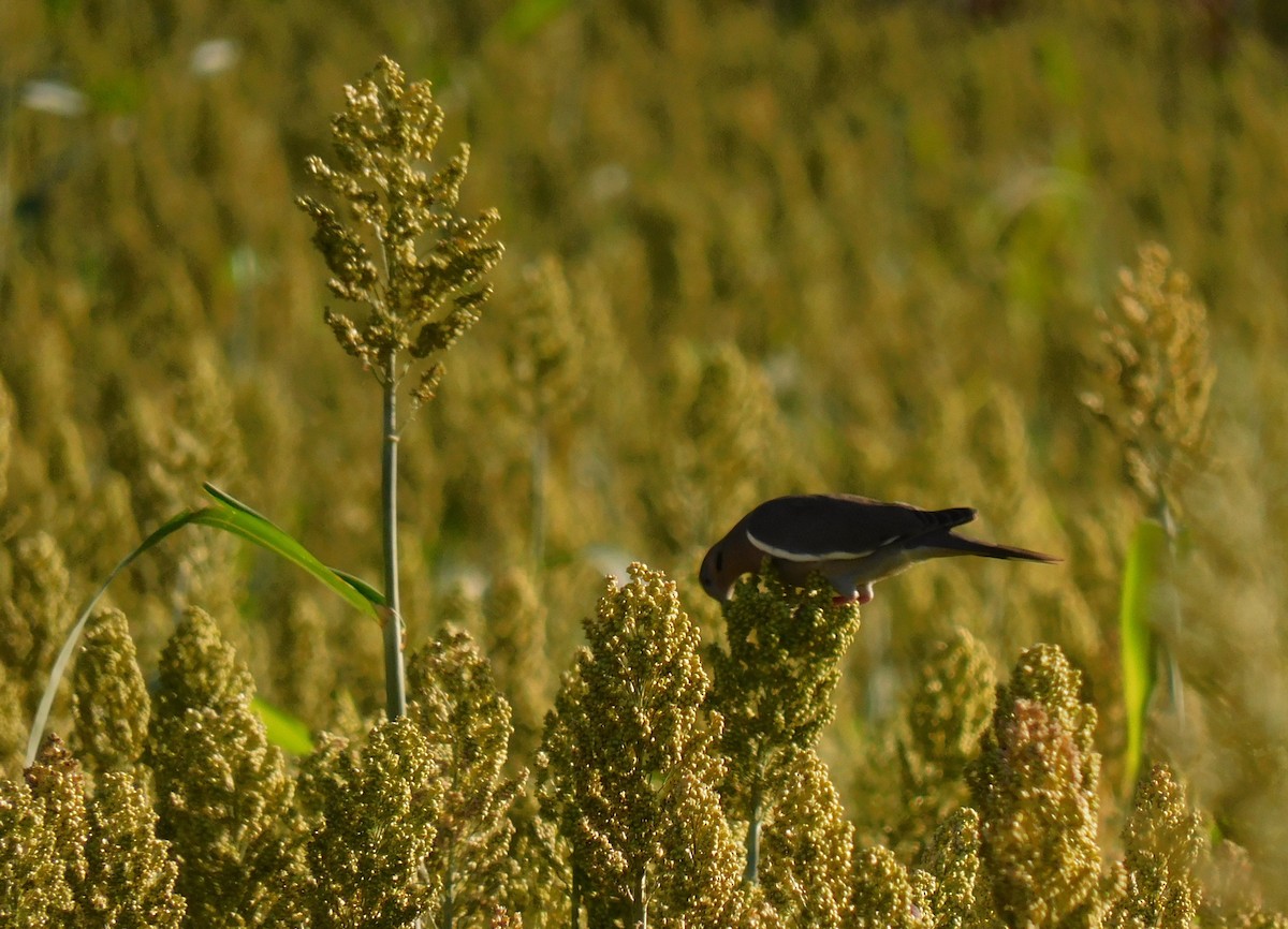 White-winged Dove - ML645759718