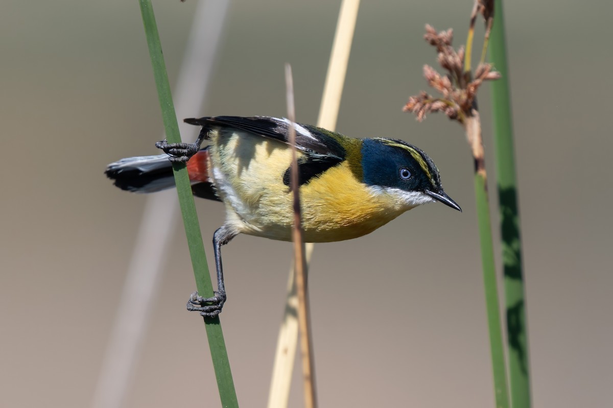 Many-colored Rush Tyrant - ML645759720