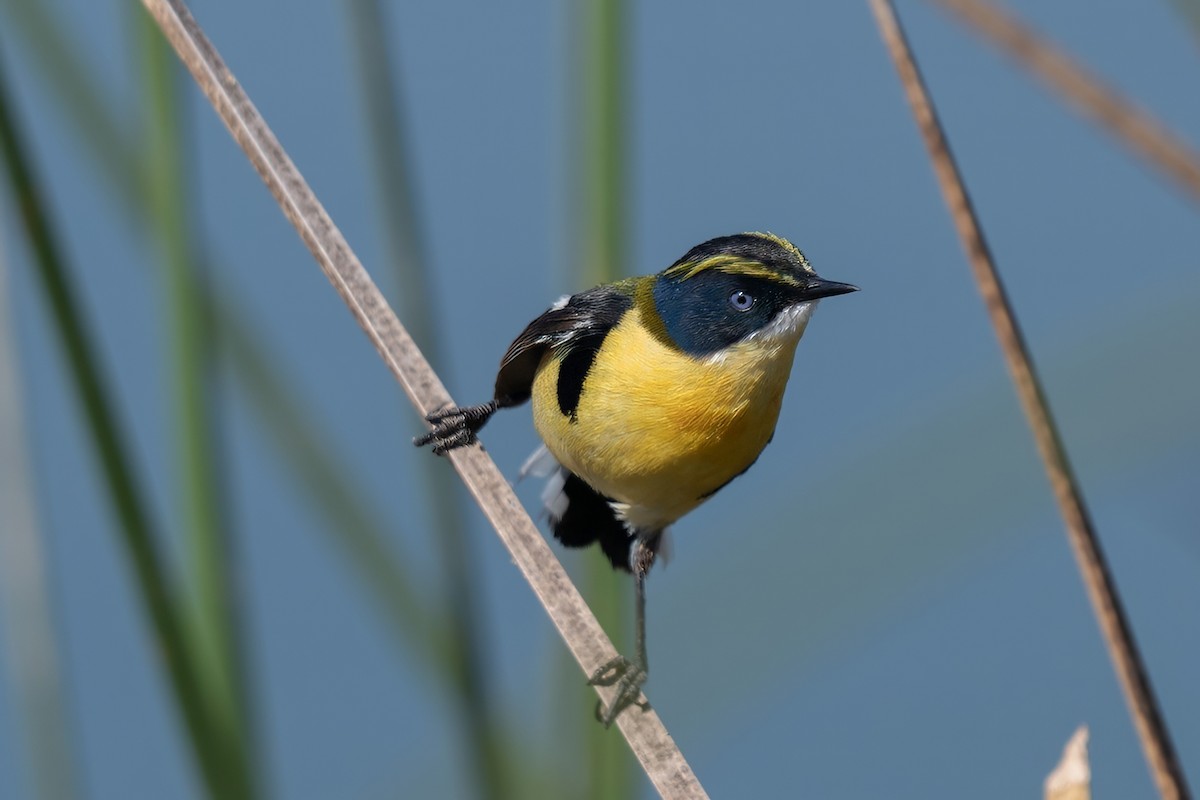 Many-colored Rush Tyrant - ML645759721