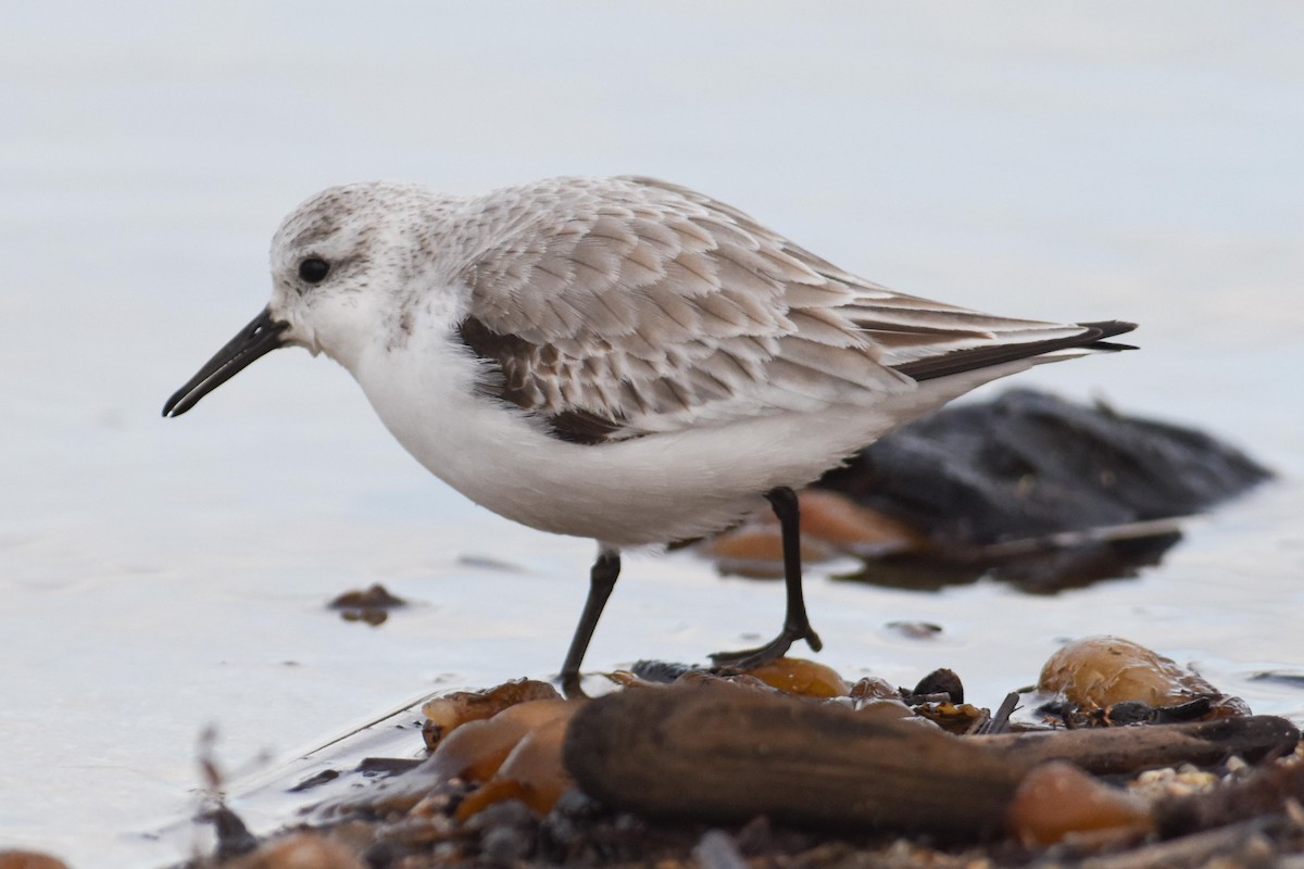 Sanderling - ML645759722