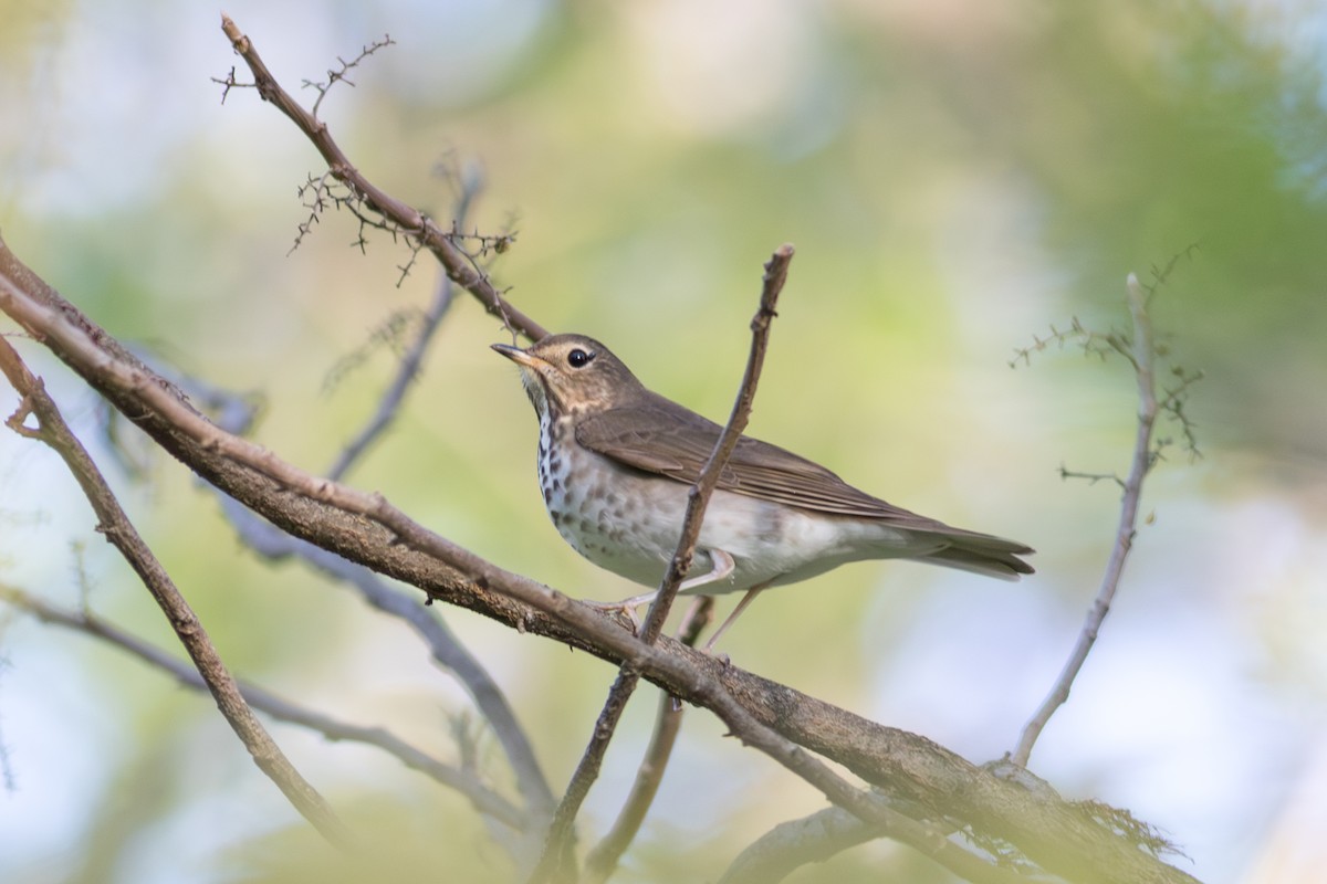 Swainson's Thrush - ML645759724