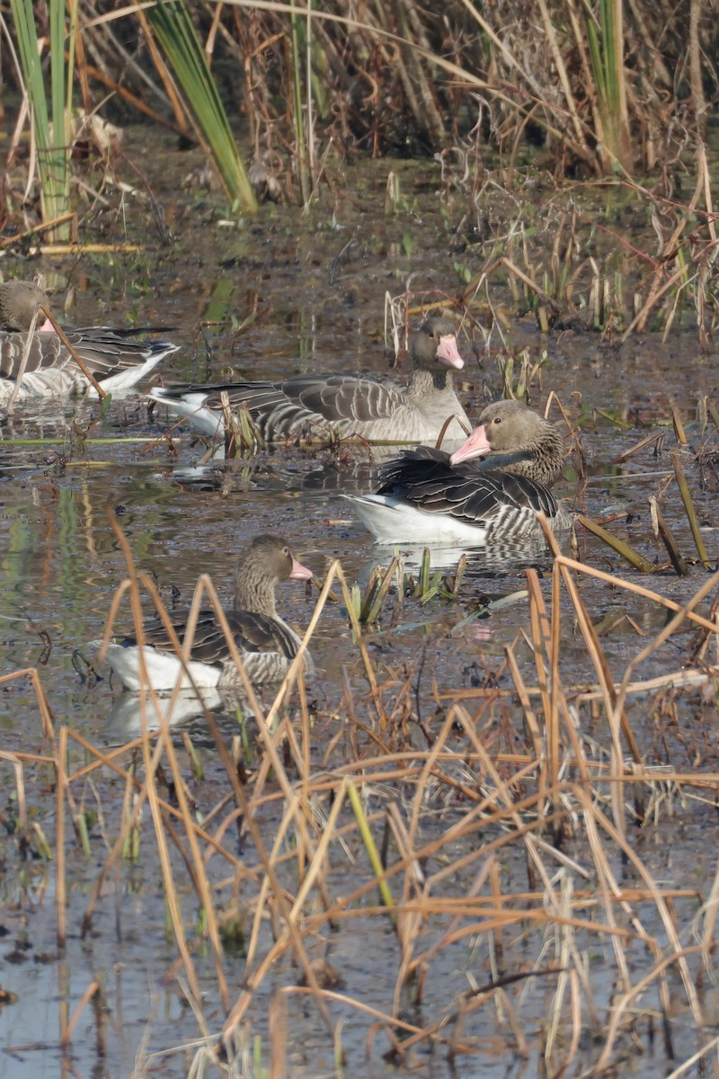 Graylag Goose - ML645759725