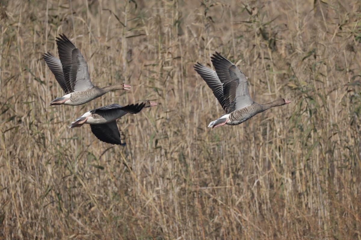 Graylag Goose - ML645759726