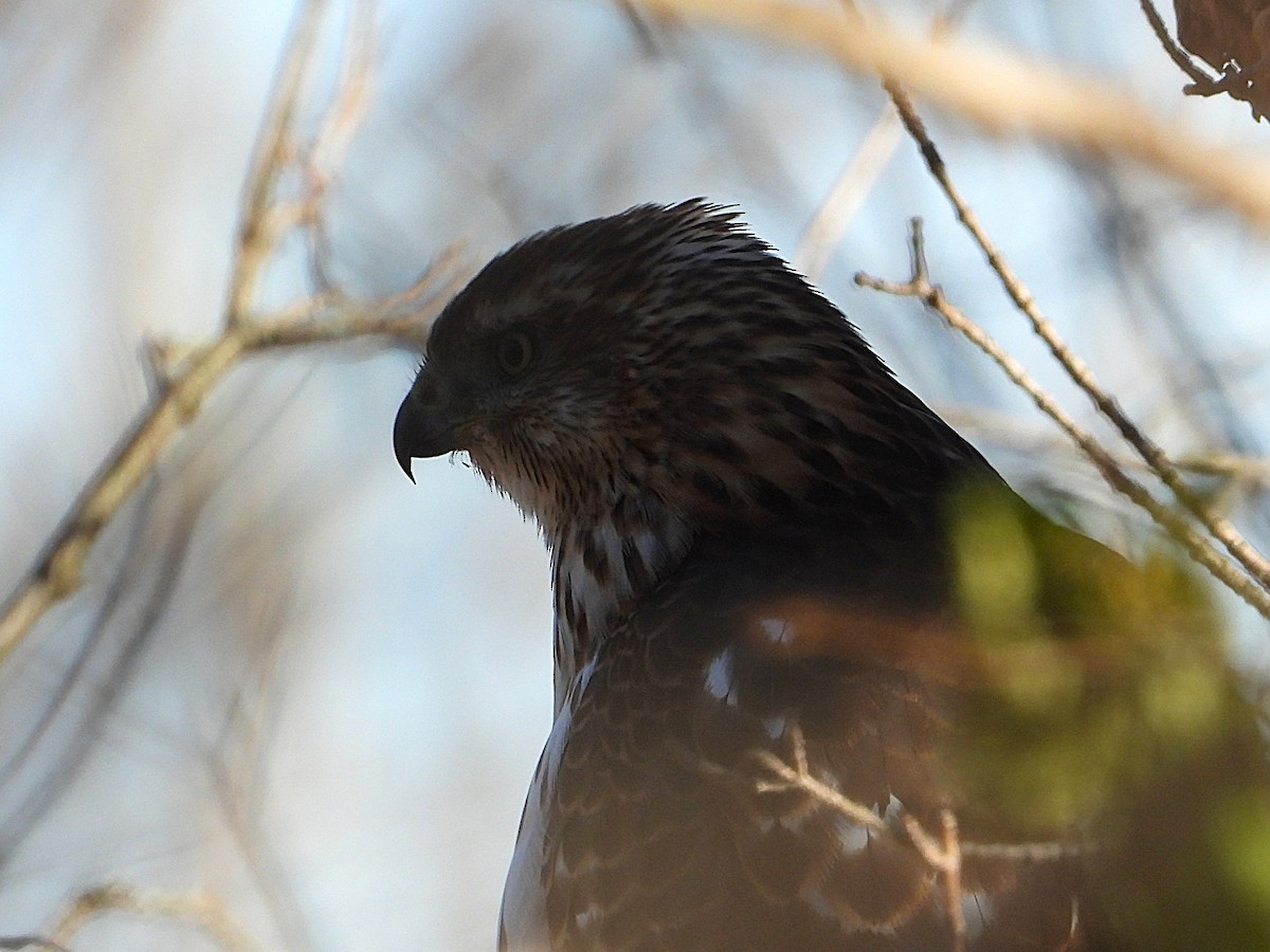 Cooper's Hawk - ML645759728
