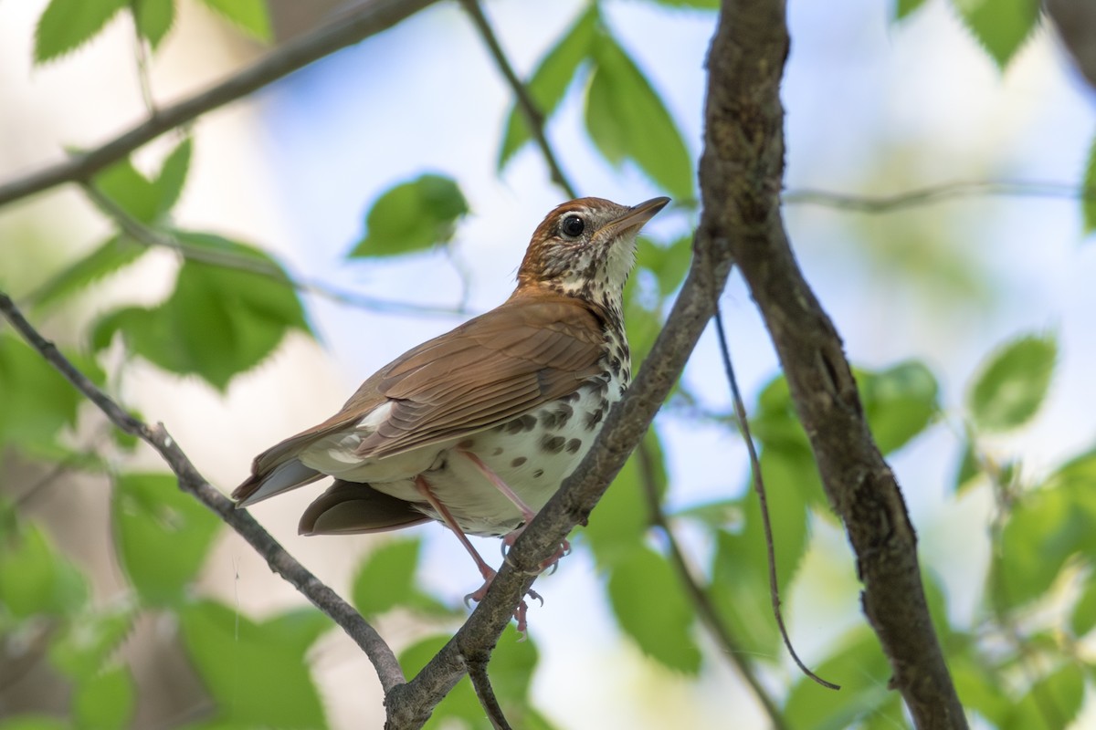 Wood Thrush - ML645759729