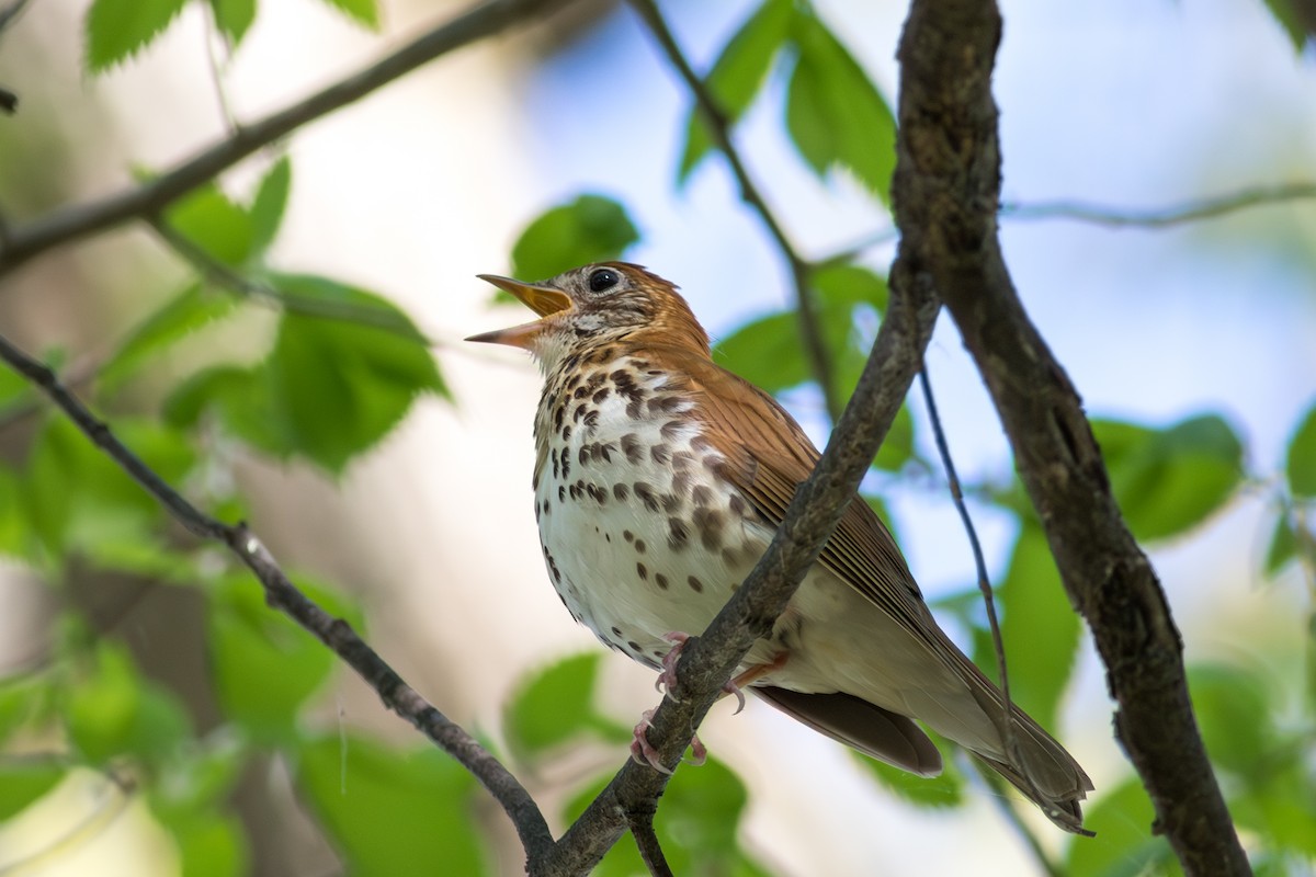 Wood Thrush - ML645759730