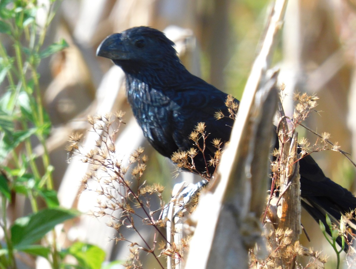 Groove-billed Ani - ML645759731