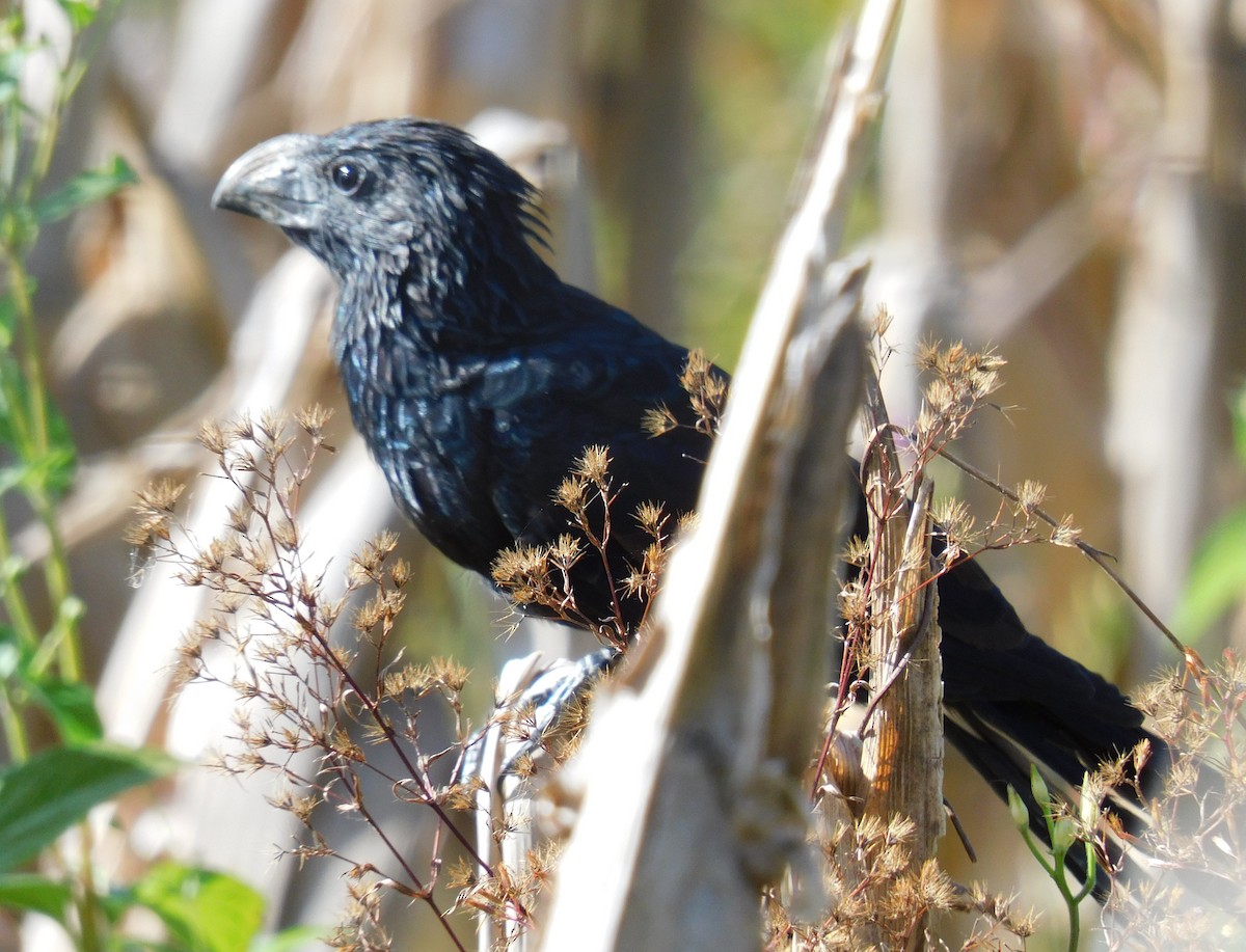 Groove-billed Ani - ML645759732