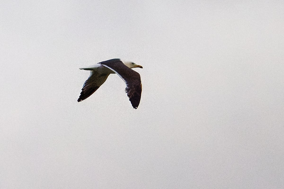 Lesser Black-backed Gull - ML645759733
