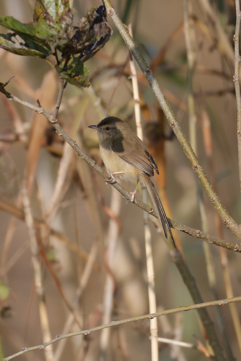 Plain Prinia - ML645759734