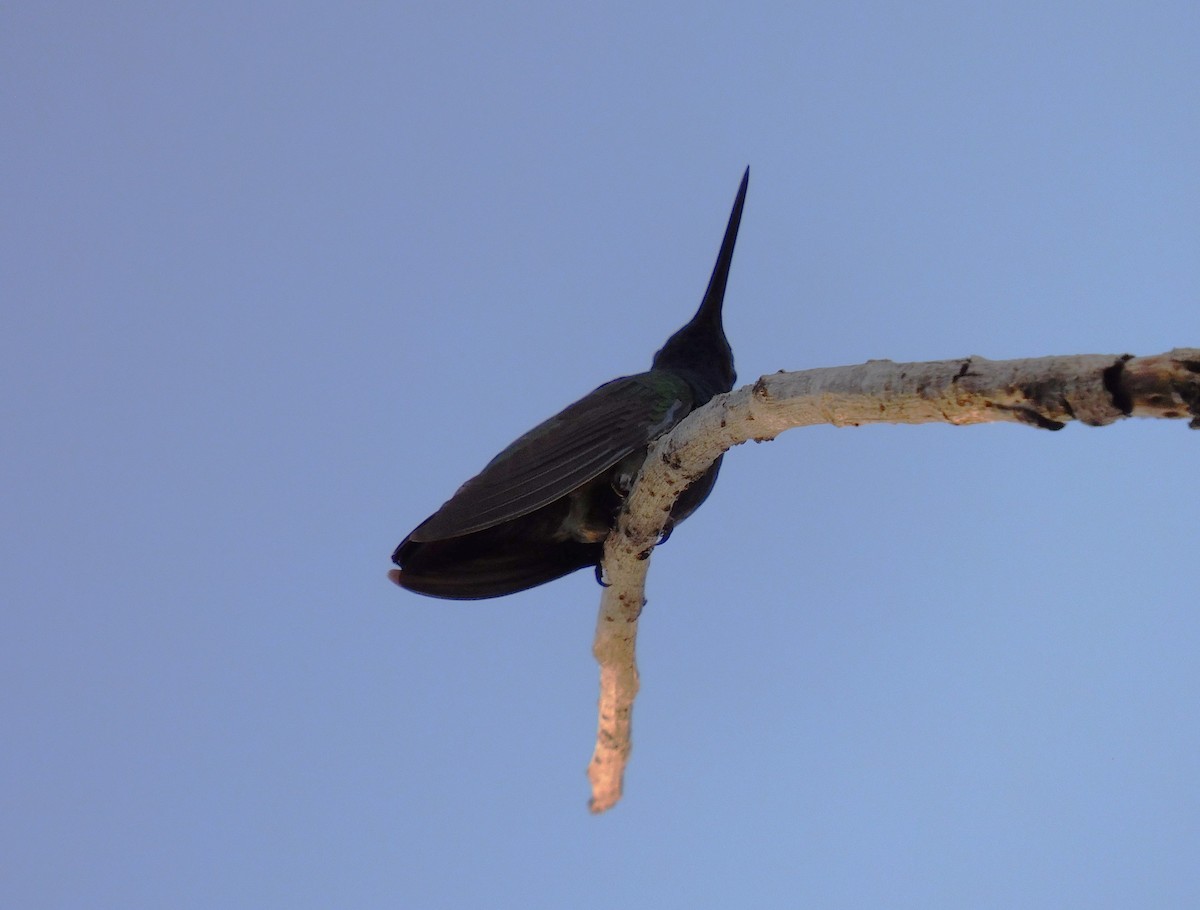 Green-breasted Mango - ML645759738