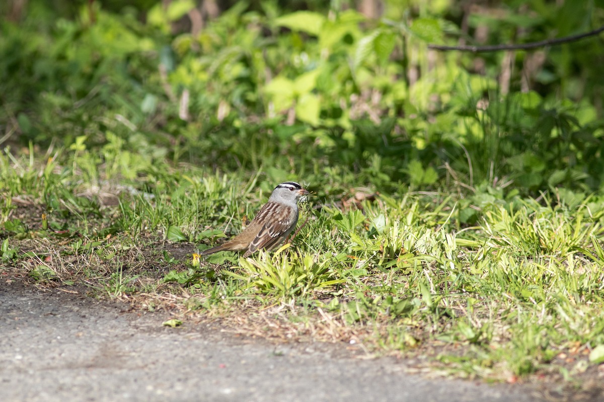 White-crowned Sparrow - ML645759739