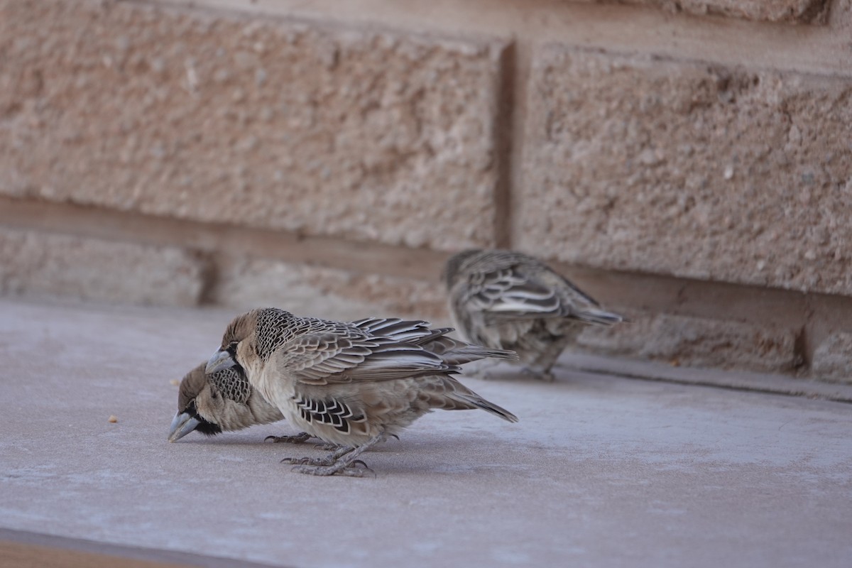 Sociable Weaver - ML645759742