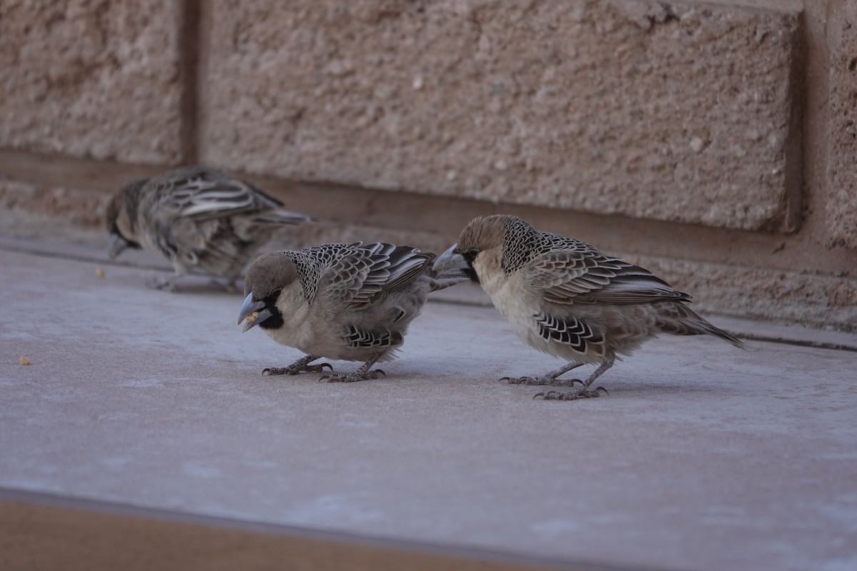 Sociable Weaver - ML645759743