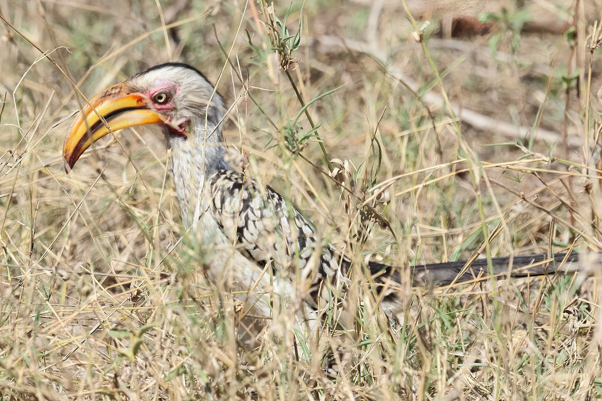 Southern Yellow-billed Hornbill - ML645759747