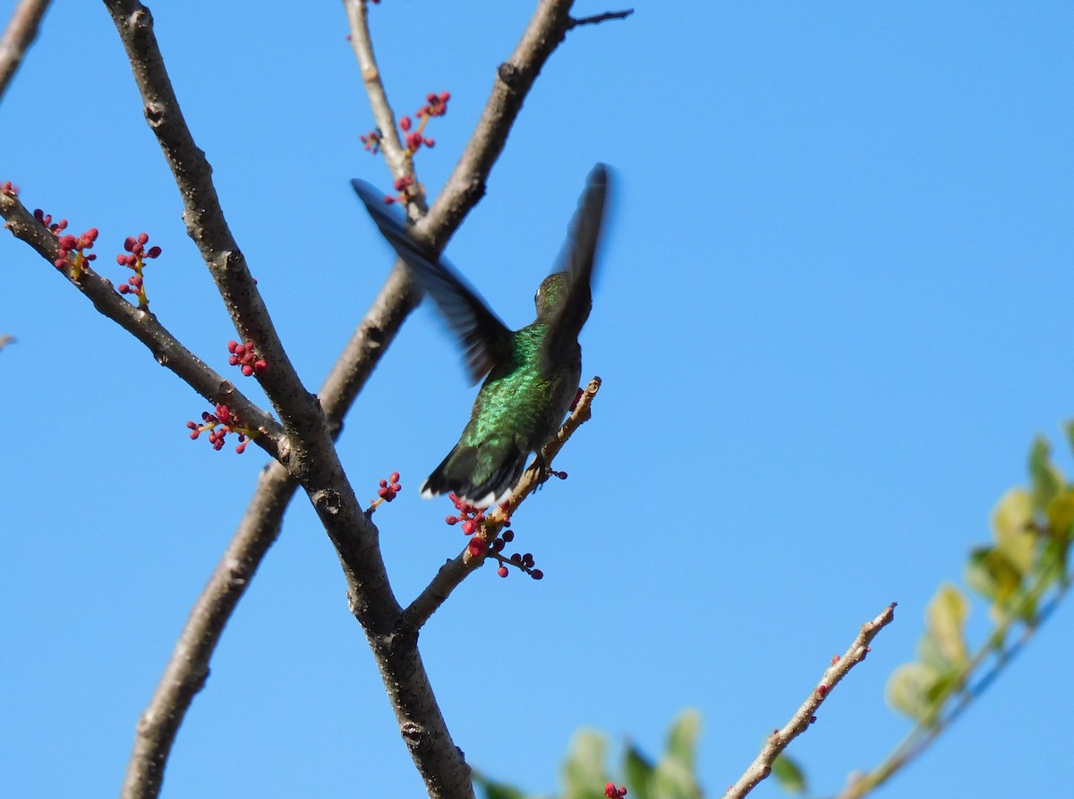 Колібрі рубіновогорлий - ML645759750