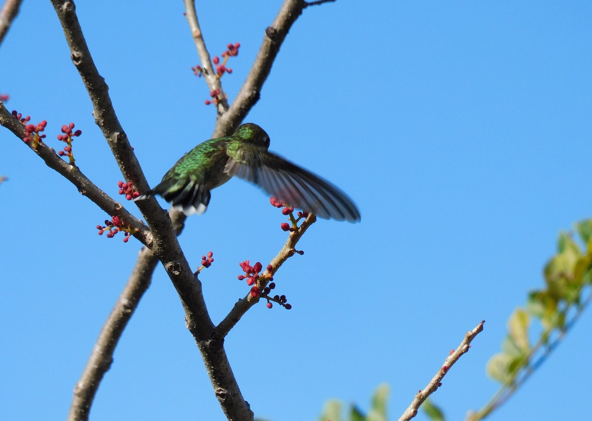 Колібрі рубіновогорлий - ML645759751