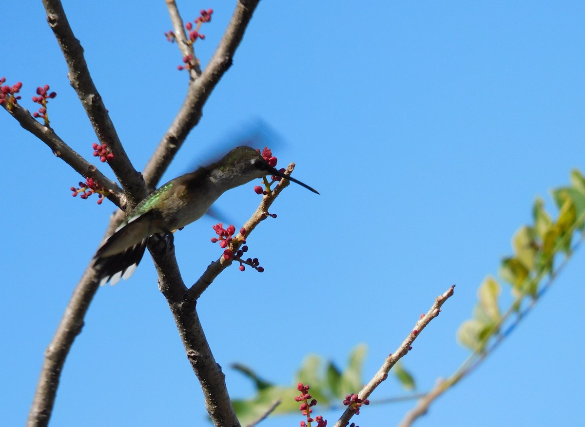 Колібрі рубіновогорлий - ML645759761