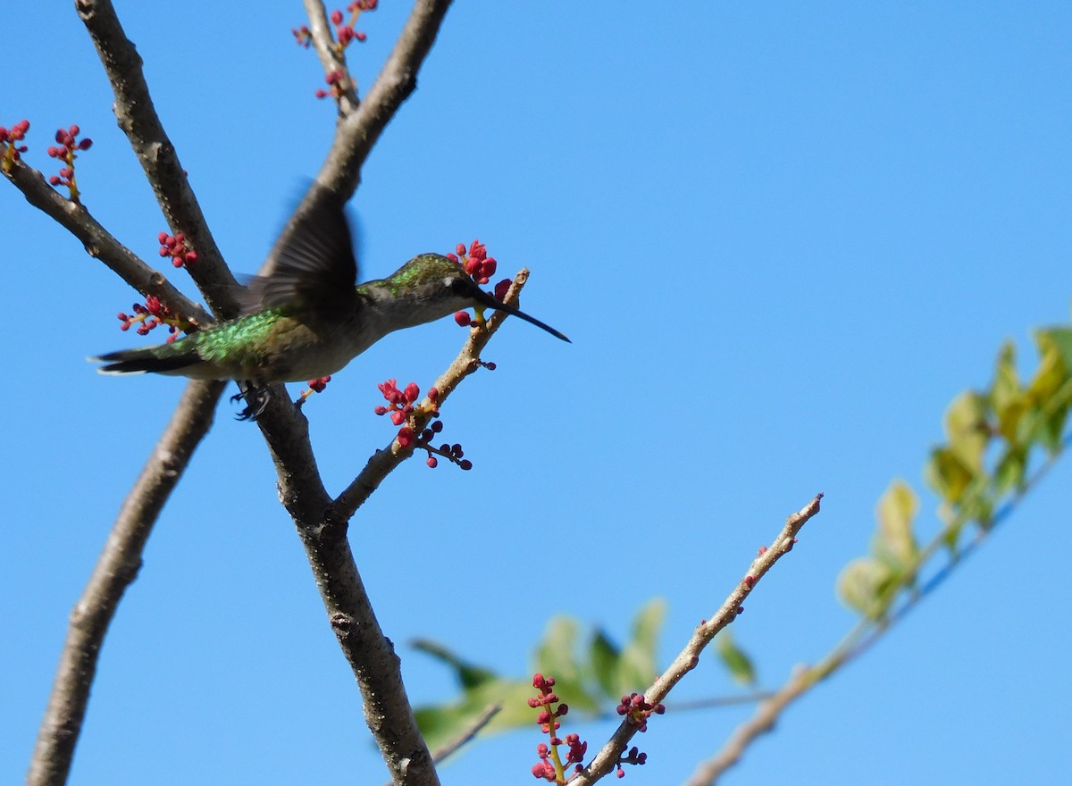 Колібрі рубіновогорлий - ML645759762