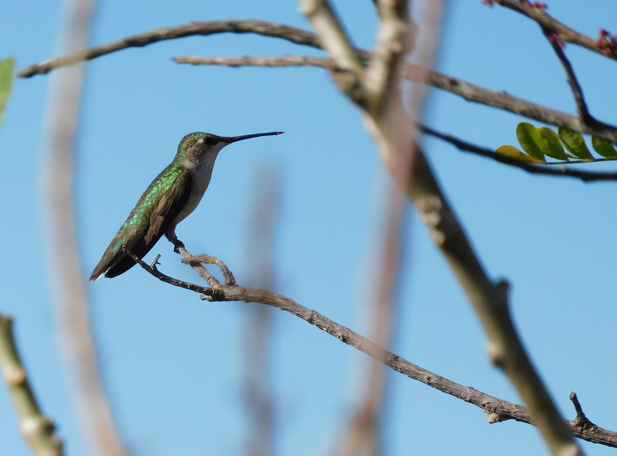 Колібрі рубіновогорлий - ML645759788