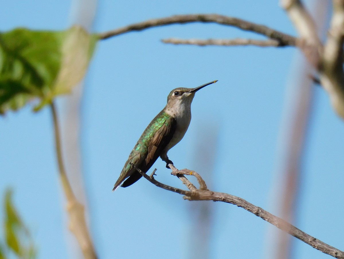 Колібрі рубіновогорлий - ML645759789