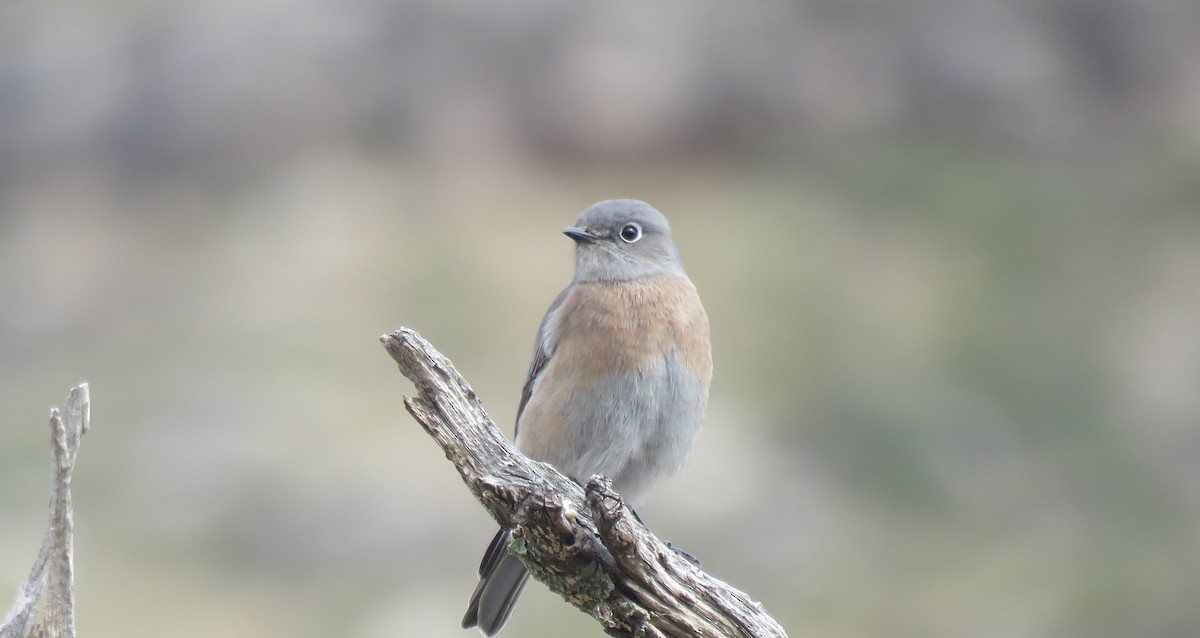 Western Bluebird - ML645759796