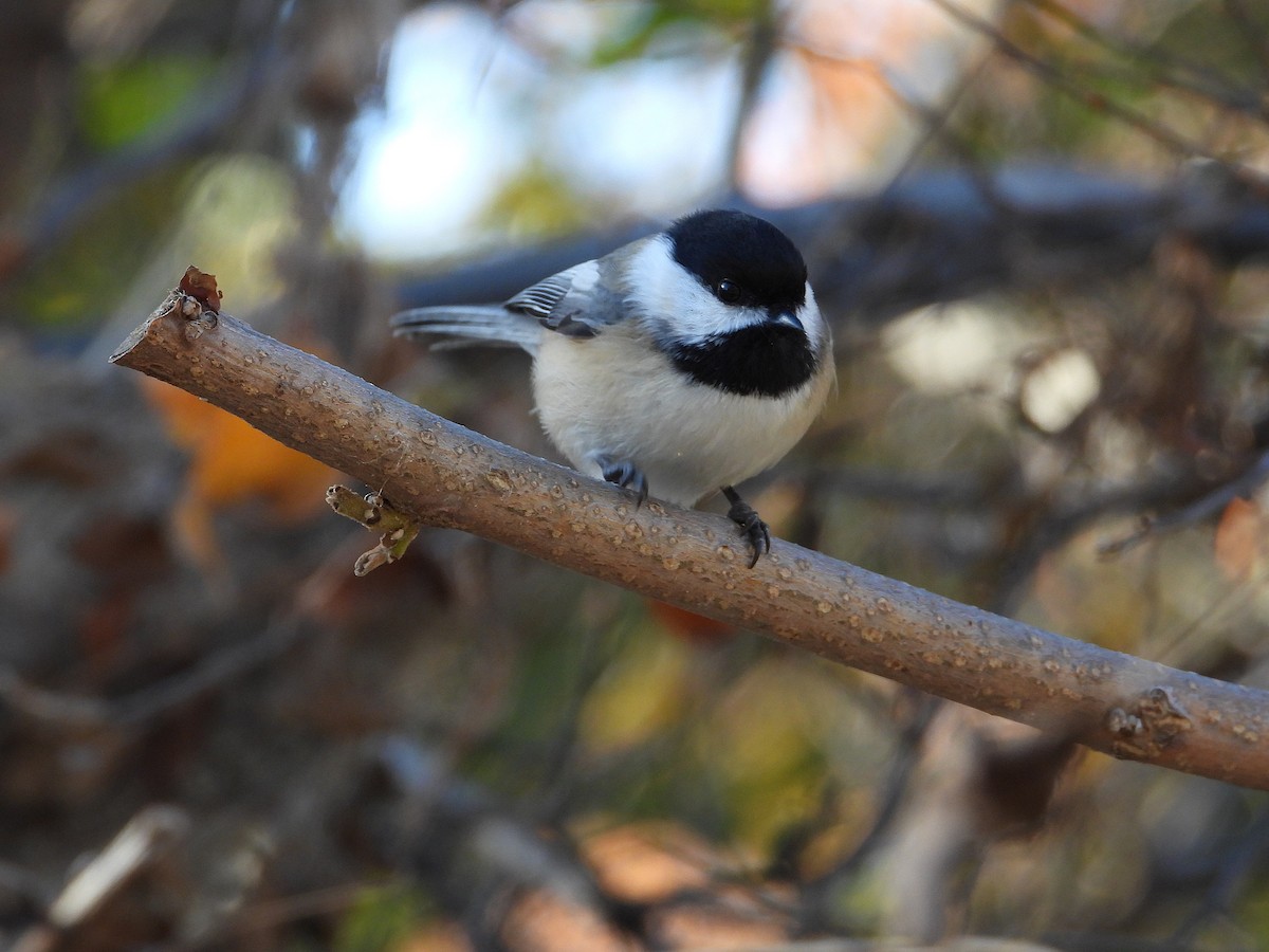 Гаїчка світлокрила - ML645759804