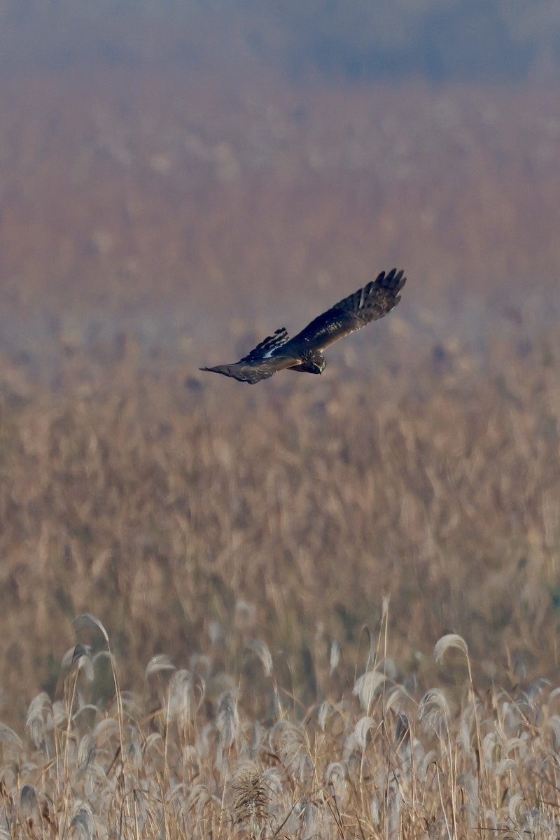 Eastern Marsh Harrier - ML645759805