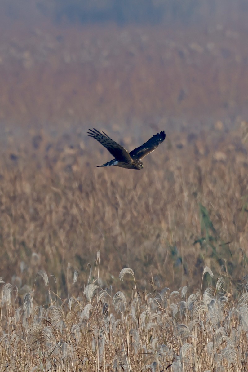 Eastern Marsh Harrier - ML645759806