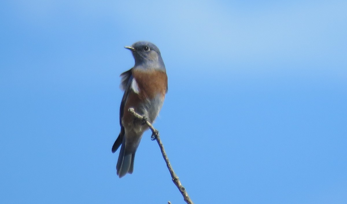 Western Bluebird - ML645759807