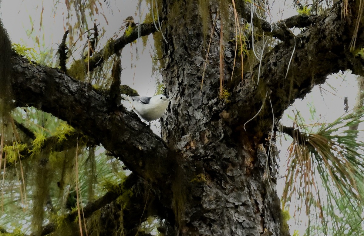 White-breasted Nuthatch - ML645759814
