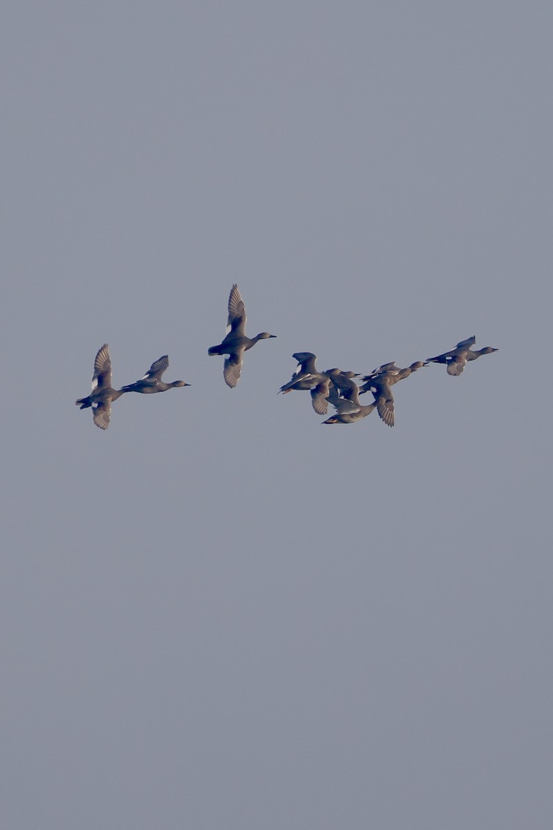 Серая утка - ML645759826