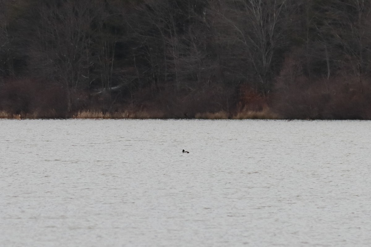 Чернь американська - ML645759828