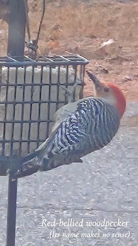 lundspett - ML645759833