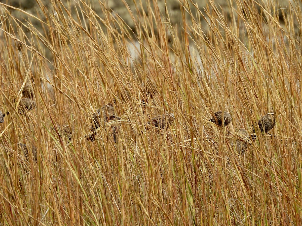 Red-winged Blackbird - ML645759834