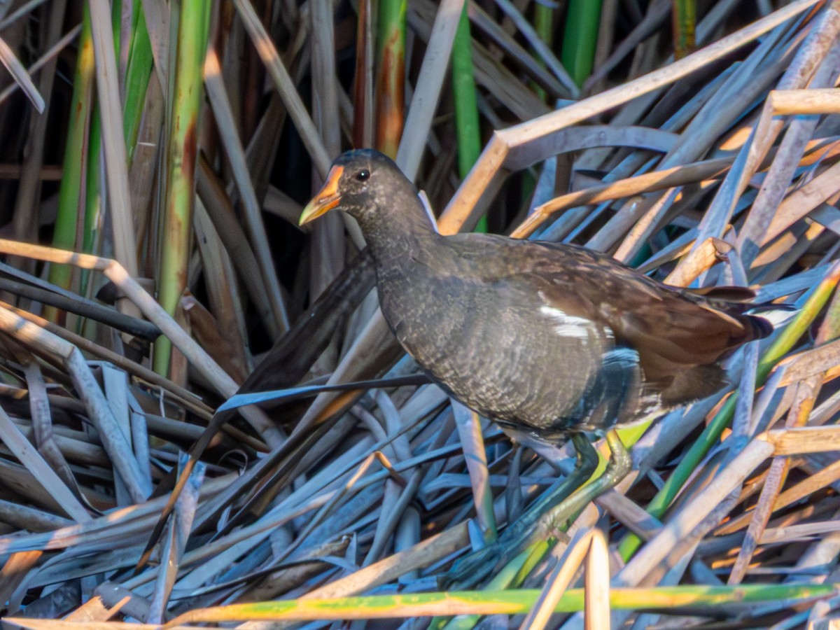 סופית אמריקנית - ML645759835