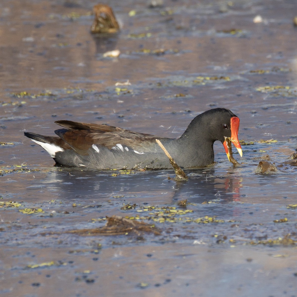 סופית אמריקנית - ML645759836