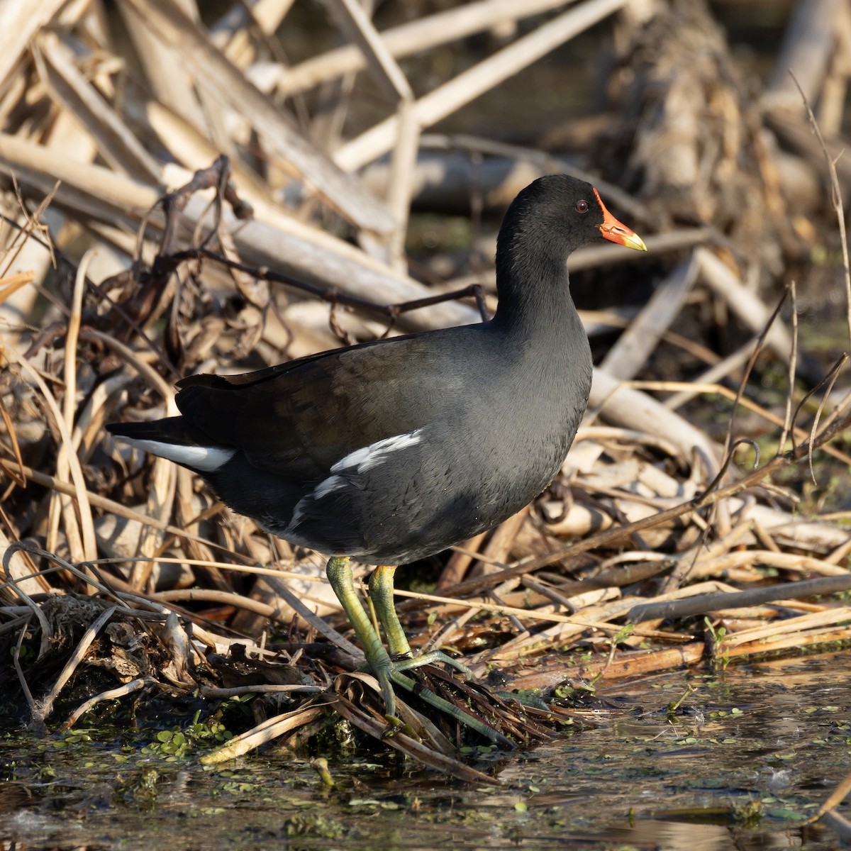סופית אמריקנית - ML645759838