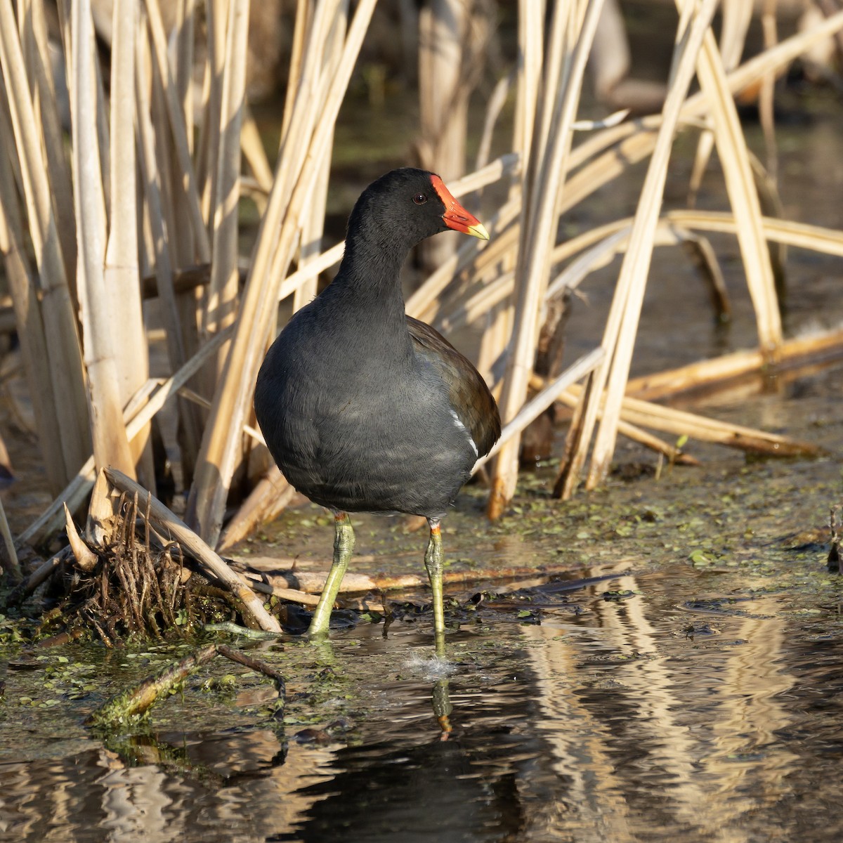 סופית אמריקנית - ML645759839