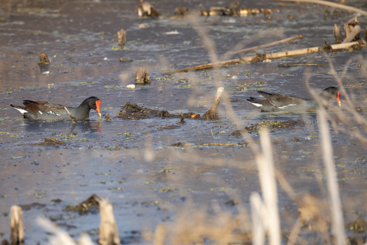 סופית אמריקנית - ML645759840