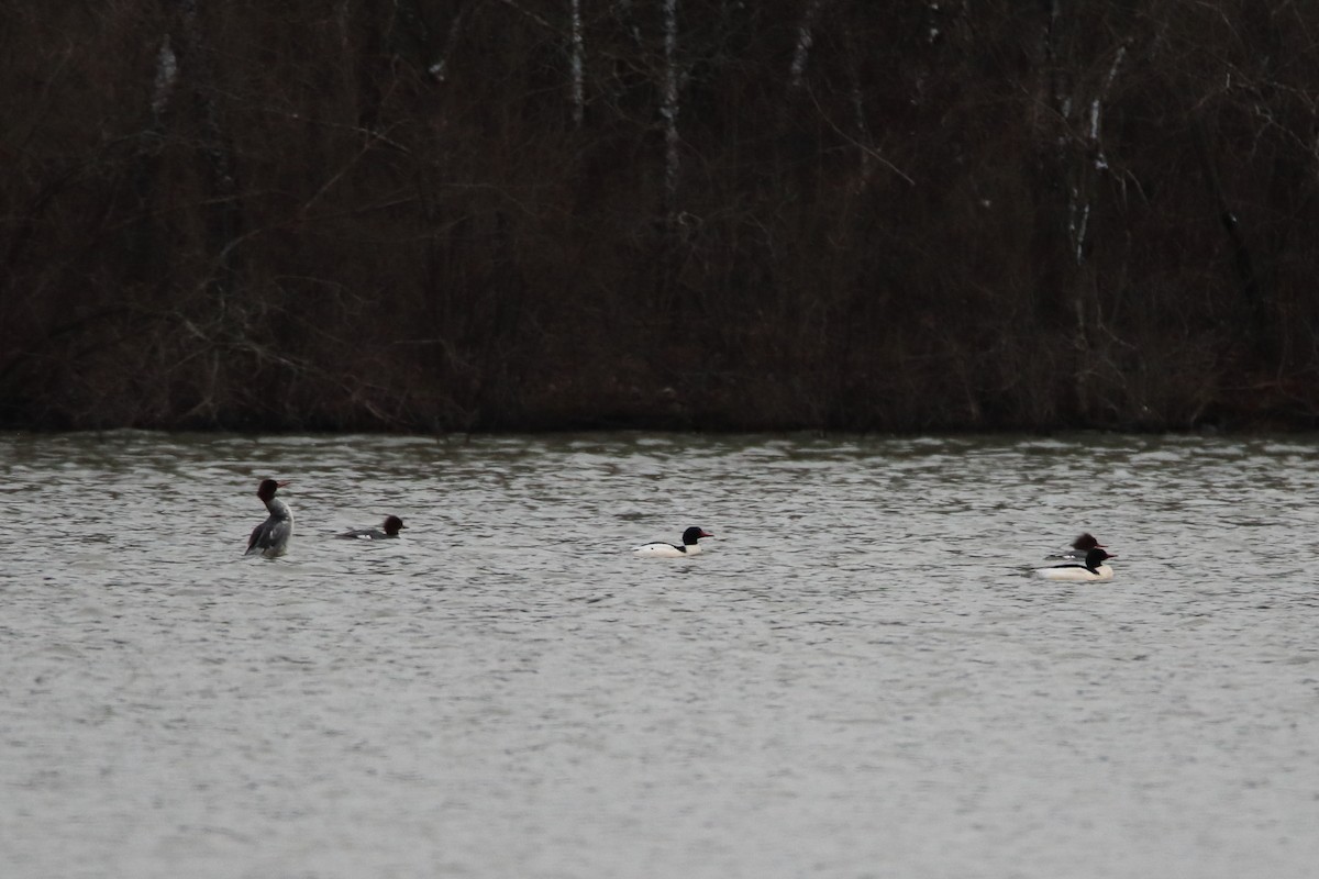 Крех великий - ML645759841