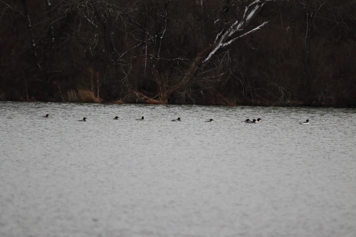 Крех великий - ML645759842