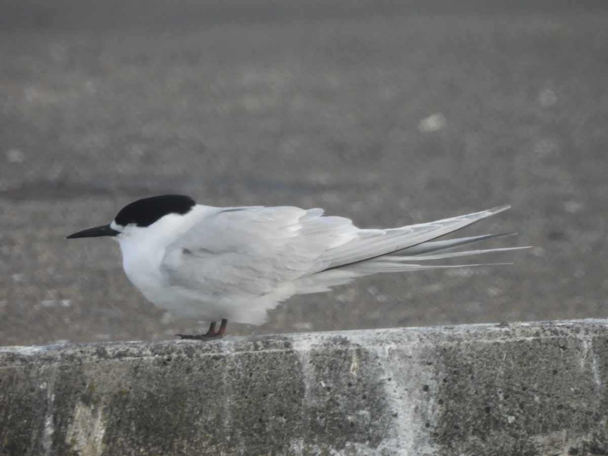 White-fronted Tern - ML645759856