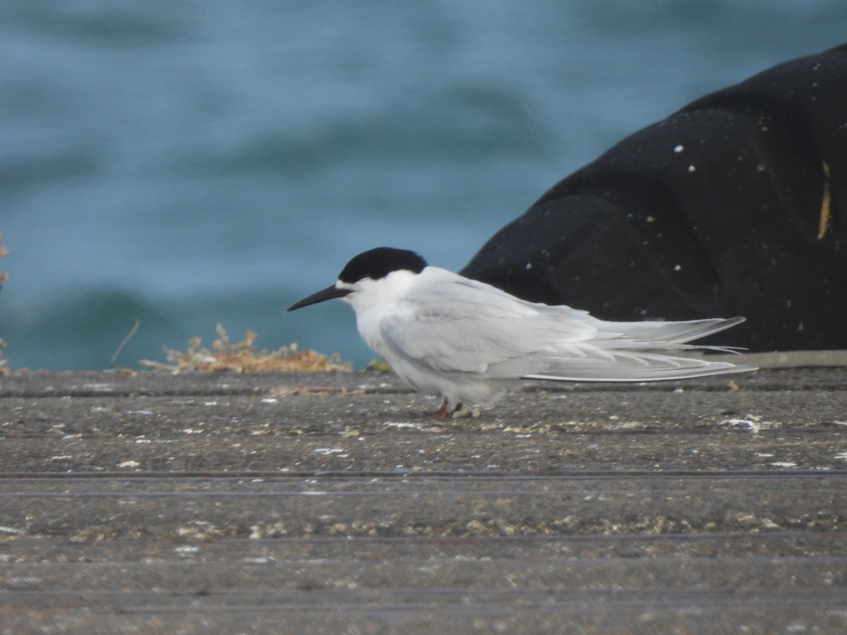 White-fronted Tern - ML645759857