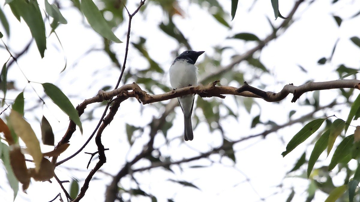 Leaden Flycatcher - ML645759859