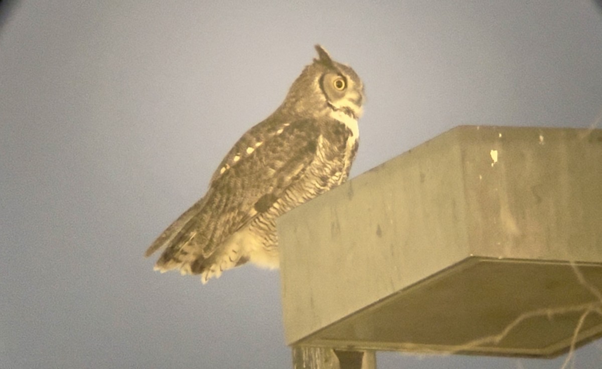 Great Horned Owl - ML645759860